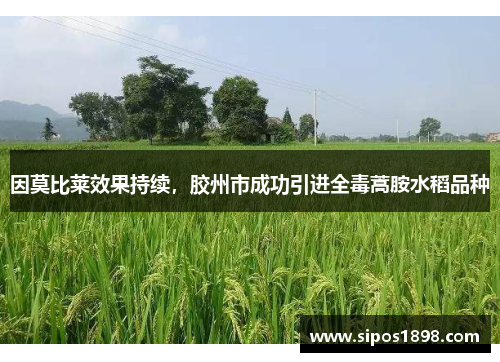 因莫比莱效果持续，胶州市成功引进全毒蒿胺水稻品种